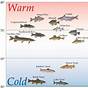 Freshwater Fish Temperature Chart