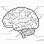 Printable Brain Labeling Worksheet