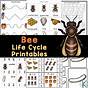 Life Cycle Of Bees Worksheet