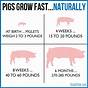 Feed Chart For Pigs