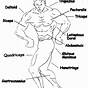Muscle Identification Worksheets