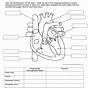 Heart Worksheets Answers