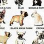 French Bulldog Color Dna