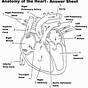 Heart Anatomy Worksheet Answers
