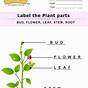 Label Parts Of Flower Worksheet