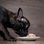 French Bulldog Puppy Food Recommendations