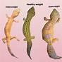 Crested Gecko Weight Chart