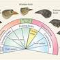 Galapagos Finch Evolution Worksheet