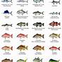 Florida Fish Charts With Sizes