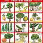 Fruit Tree Identification Chart