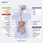 Digestive System Flow Chart Diagram