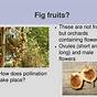 How Do Fruit Trees Pollinate
