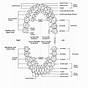 Primary Tooth Chart Letters