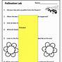 Pollination Worksheet Grade 5