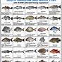 Nc Fish Identification Chart