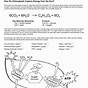 How Do Chloroplast Capture Energy From The Sun Worksheet Ans