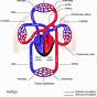 Systemic Circuit Veins Diagram Lower Limbs