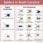 Virginia Spider Identification Chart
