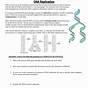 Dna Replication Worksheet Answer Key Biology