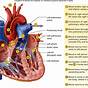 Heart Blood Circulation Flow Chart
