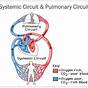 Pulmonary Circuit And Systemic Circuit Diagram