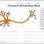 Label The Neuron Worksheet Answers