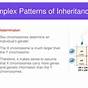Complex Patterns Of Inheritance Worksheet