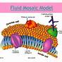 Fluid Mosaic Model Diagram