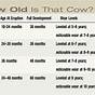Cow Age By Teeth