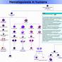 Hematopoietic Stem Cell Cell Cycle