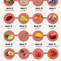 Fruit Size Chart For Pregnancy