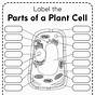 Label A Plant Cell Worksheets