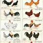 Identification Chicken Breeds Chart