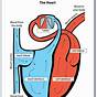 Heart Diagram Electric Mcgraw Hill