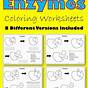 Enzymes Questions And Answers Pdf