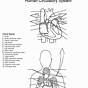 Free Printable Circulatory System Diagram