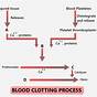 Flow Chart Of Blood Clotting