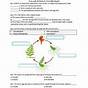 Fern Life Cycle Worksheets