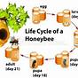Honey Bee Life Cycle Worksheet
