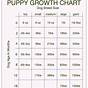 Dog Age Chart Puppy