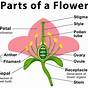 Labelled Diagram Of A Flower