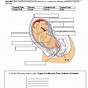 Fetal Development Worksheet