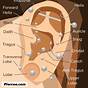 Forward Helix Pain Ear Piercings Chart