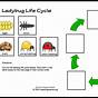 Kindergarten Worksheet Beetle Life Cycle