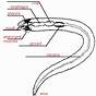 Earthworm Anatomy Worksheet Answer Key
