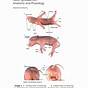 Fetal Pig Dissection Worksheets