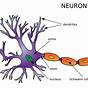 Neuron Diagram Print Out