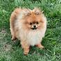 How Much Does A Small Pomeranian Weigh