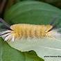 Fuzzy Caterpillar Identification Chart