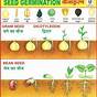 Germination Time For Seeds Chart